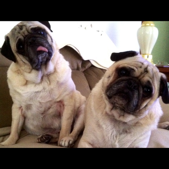 Meet your Posher, Sandy - Picture 3 of 5